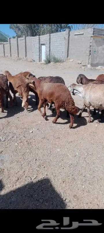 اضاحي 7