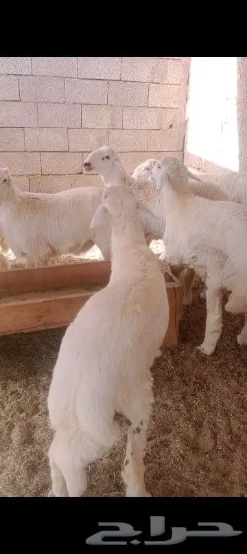 اضاحي 1