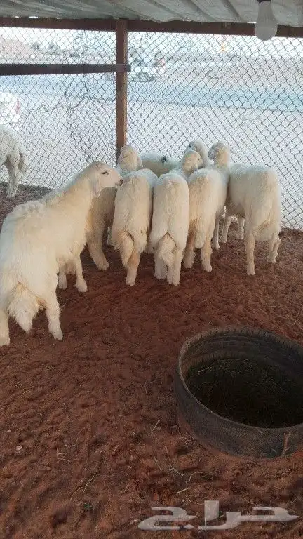 طليان حري. اضاحي 0