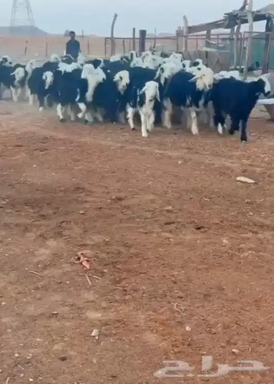 اضاحي_ خرفان_رخال_حيل_نجدي_ الصحة  فل الفل العمر  من 7__10 6