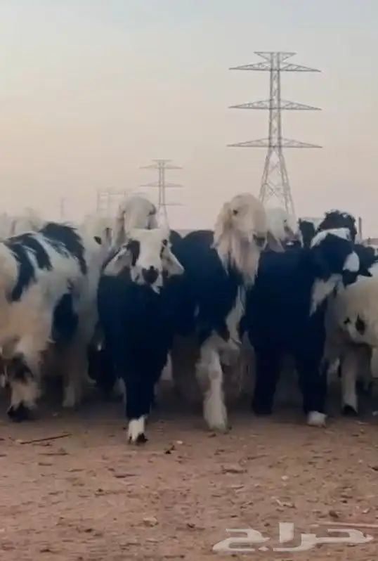 اضاحي_ خرفان_رخال_حيل_نجدي_ الصحة  فل الفل العمر  من 7__10 0