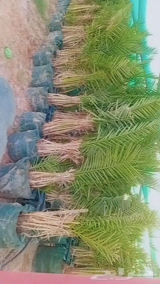 يوجد الدنيا نخل مجدذ صقعي وسكري 0