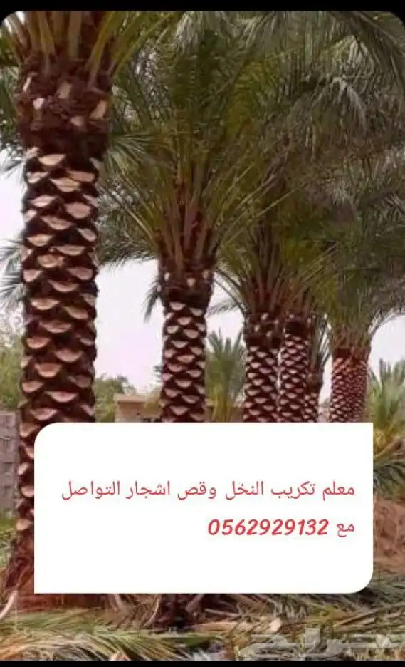 معلم قص اشجار وتكريب النخيل وتزيين الحديقه وتلقيح نخل التواص 0