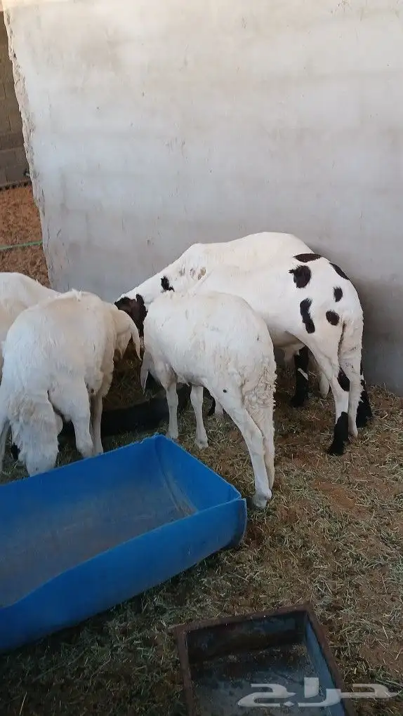 6سواكني مرباء 4شهر جذعان تضحي شرط 1