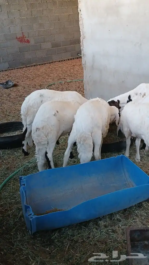 6سواكني مرباء 4شهر جذعان تضحي شرط 0