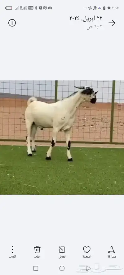 عنز بيشية فاااخرة دافع 1
