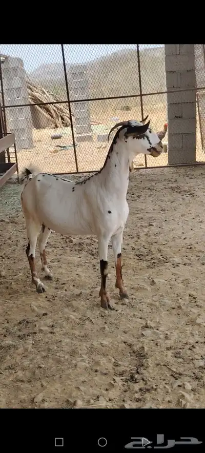 عنز بيشية فاااخرة دافع 0