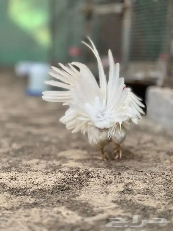 ديك جبانيز تايلندي فاخر 1