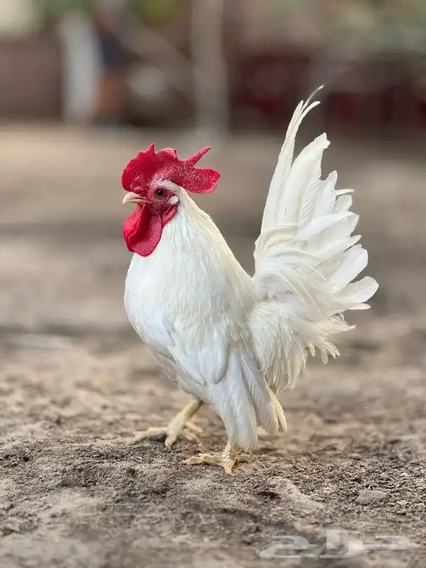 ديك جبانيز تايلندي فاخر 0