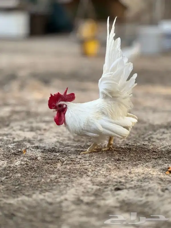 ديك جبانيز تايلندي فاخر 2