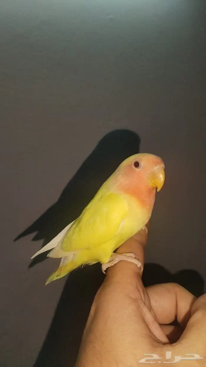 روز لاتينوردفيس 0