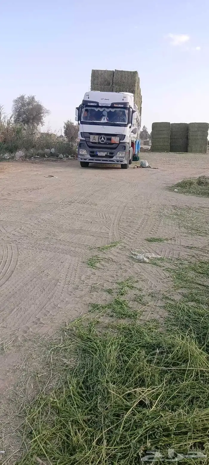 برسيم حجازي مستورد من مصر 0
