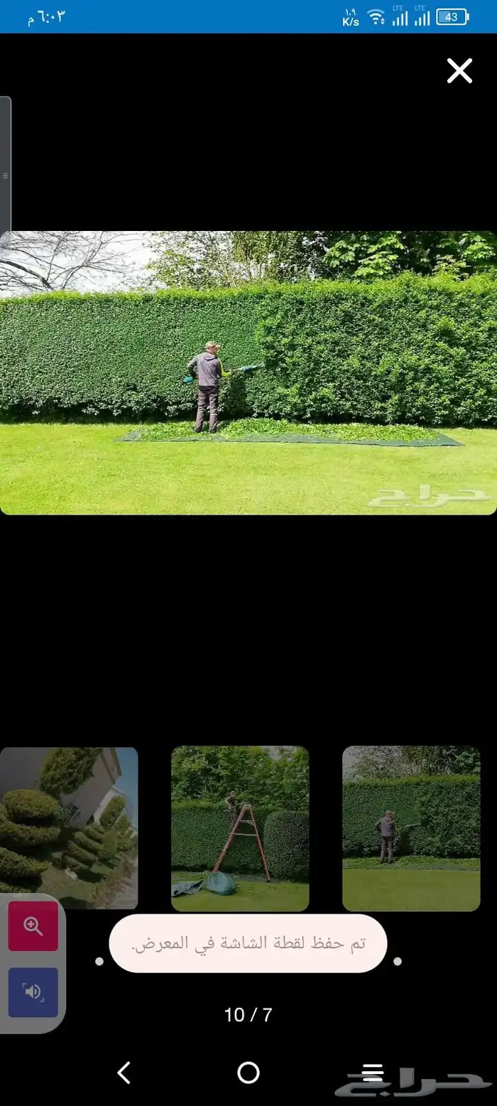 معلم قص اشجار وتكريب النخيل وتزيين الحديقه وتلقيح نخل التواص 3