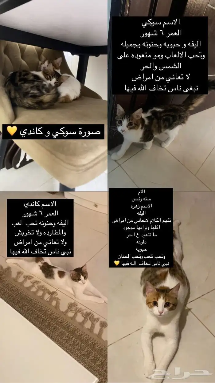 عدد 0