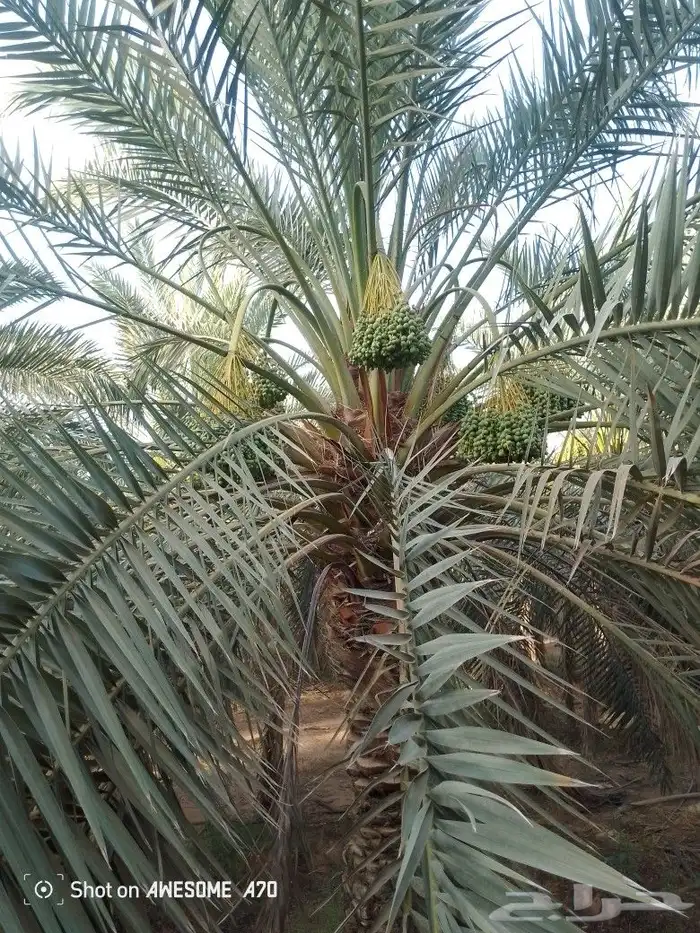 اعمل جميع اشغال النخيل تعديل النخل تخيس النخل تلقيح وتشويك ف 0
