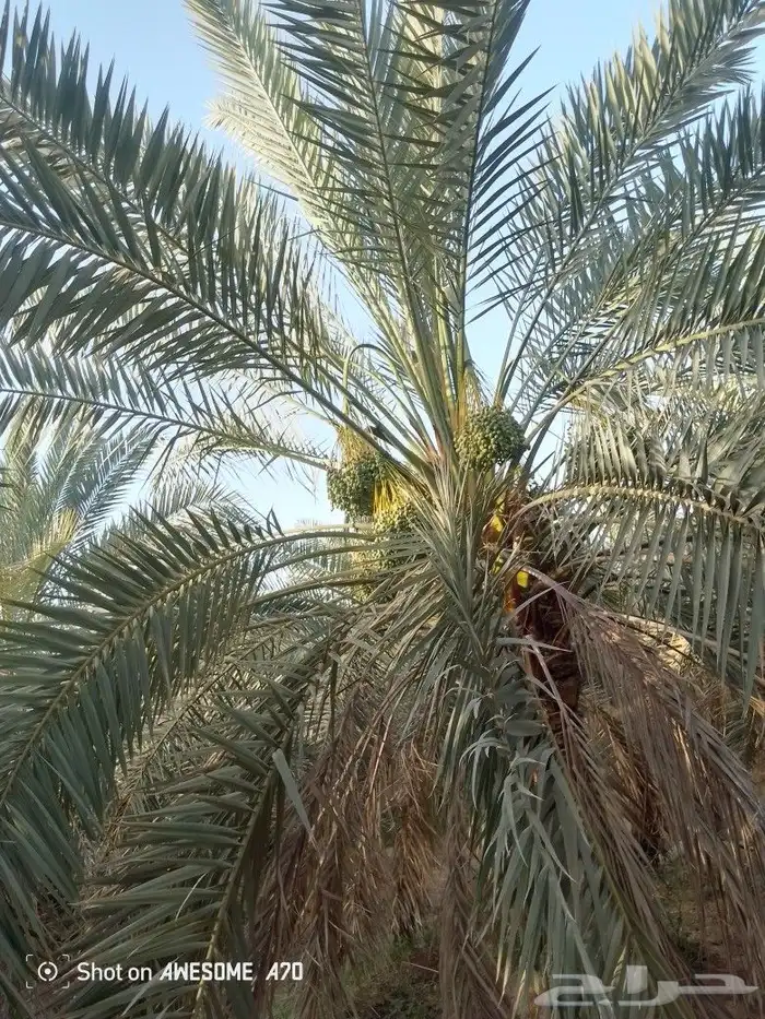 اعمل جميع اشغال النخيل تعديل النخل تخيس النخل تلقيح وتشويك ف 2