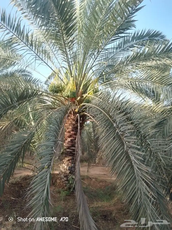 اعمل جميع اشغال النخيل تعديل النخل تخيس النخل تلقيح وتشويك ف 1