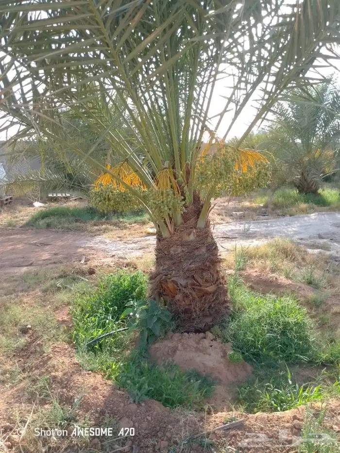 اعمل جميع اشغال النخيل تعديل النخل تخيس النخل تلقيح وتشويك ف 3