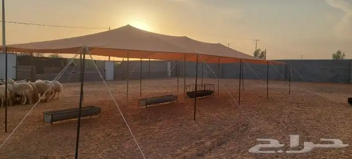 مضلات جميع الأنواع 3