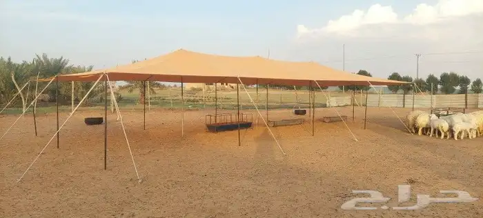 مضلات جميع الأنواع 4