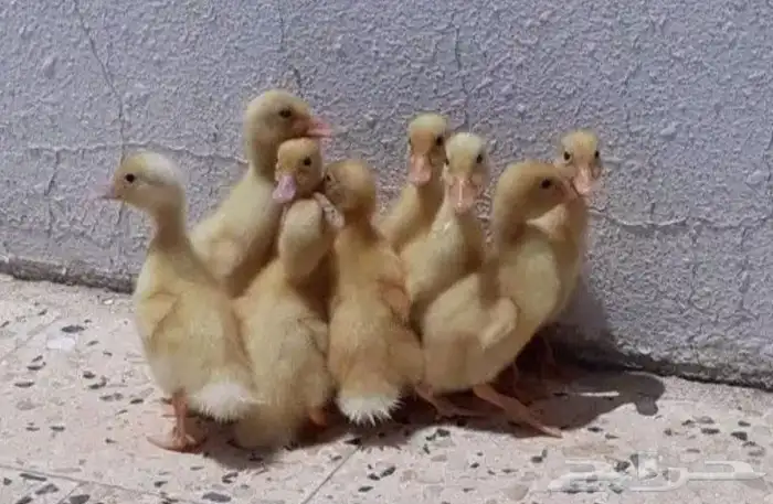 صوص بط بكيني 0
