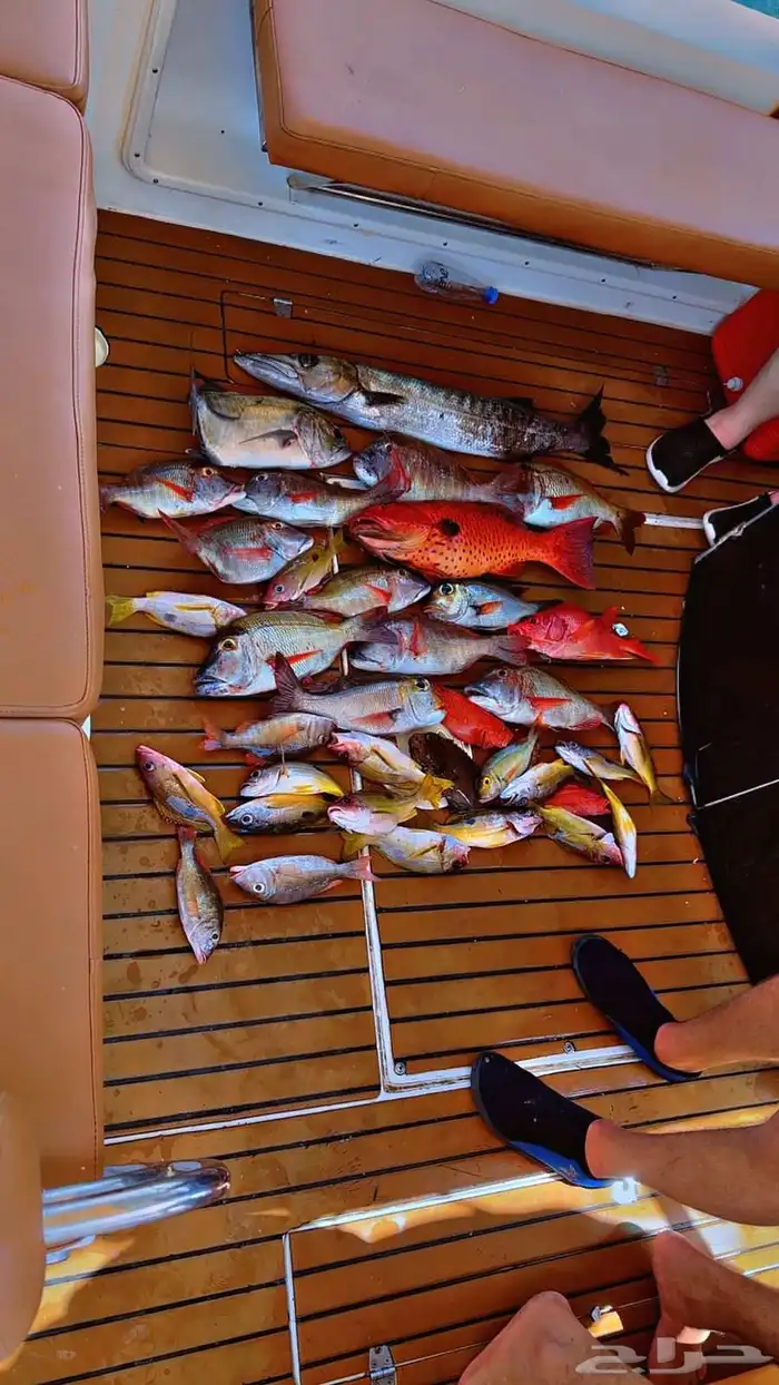 رحلات بحرية صيد وسباحه وجزيرة بياضه 16