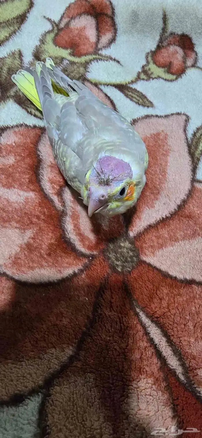 فروخ كروان 1