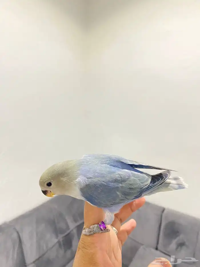 روزات اليفه  تم البيع 0