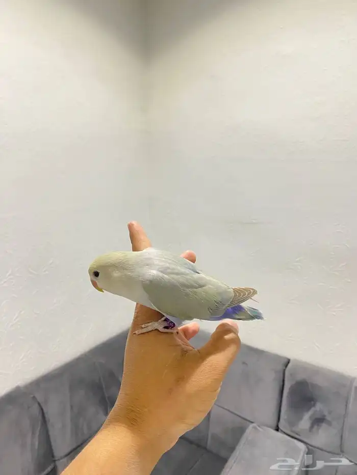 روزات اليفه  تم البيع 4