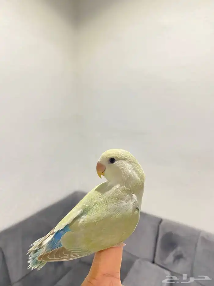 روزات اليفه  تم البيع 3