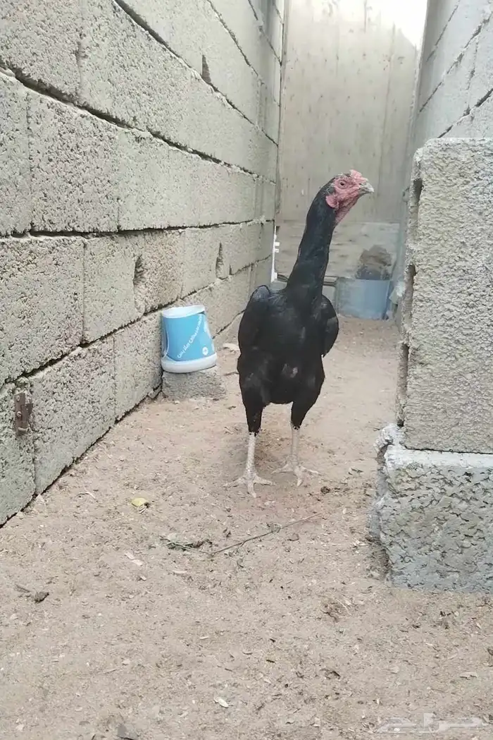 دجاج دجاجة باكستاني 5
