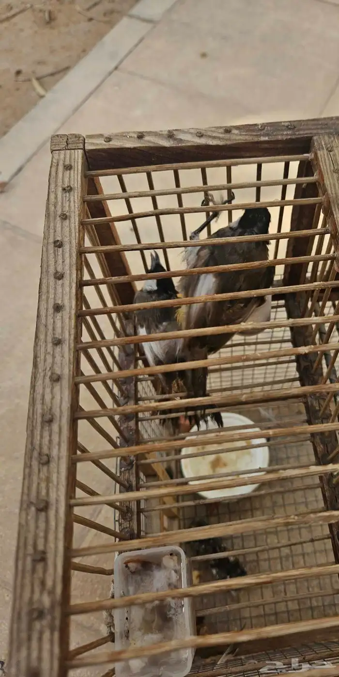 تم البيع حبتين بلابل اخوان بهم طفره قويه بالجناح 4