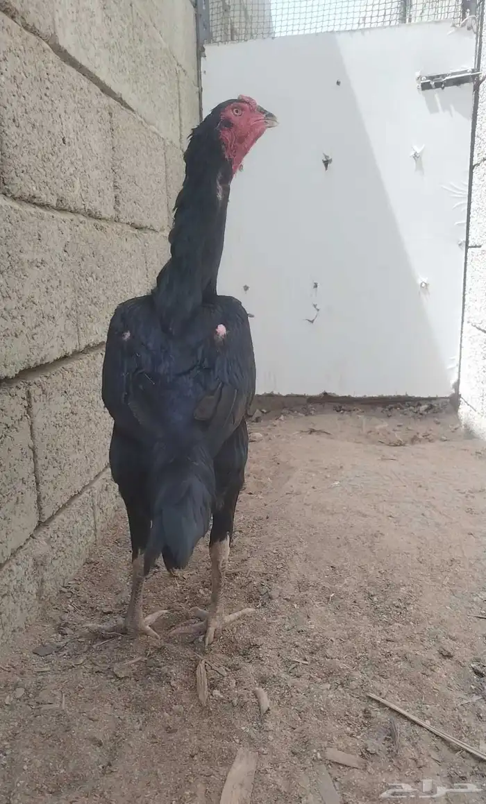دجاجه شامو ألماني على باكستاني 4