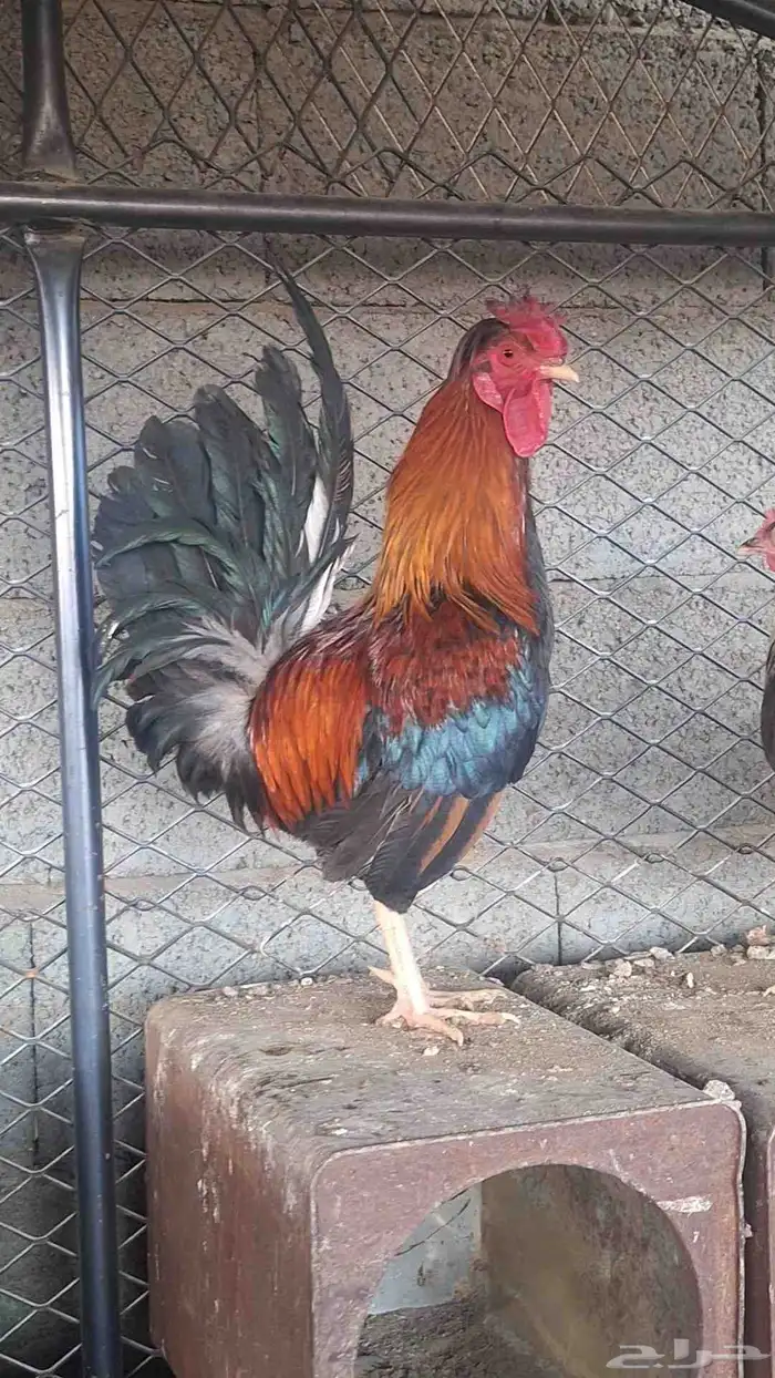 دجاج عربي أصيل 2