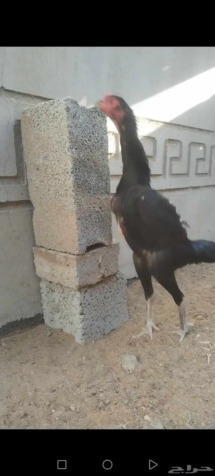 دجاجه شامو ألماني على باكستاني 0