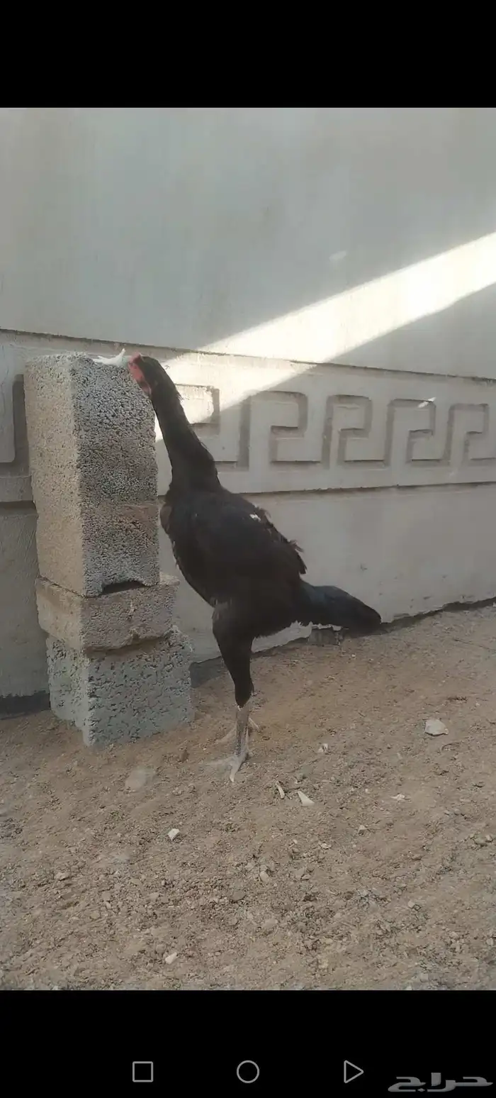 دجاجه شامو ألماني على باكستاني 2