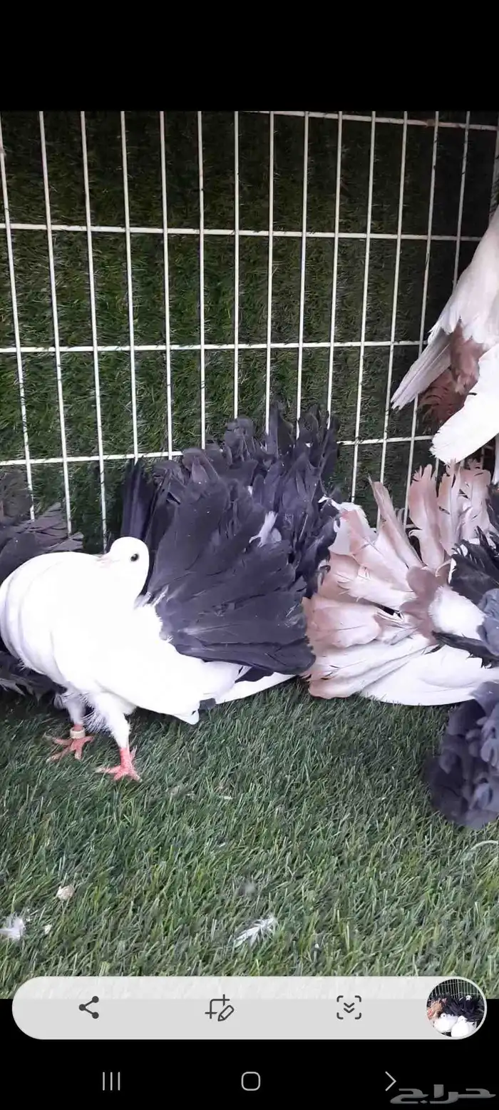 حمام فأنتيل مذيلات 6