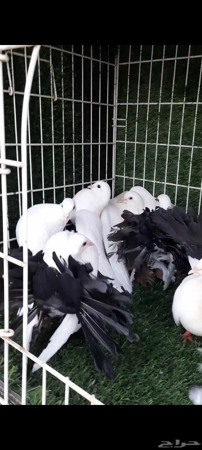 حمام فأنتيل مذيلات 7