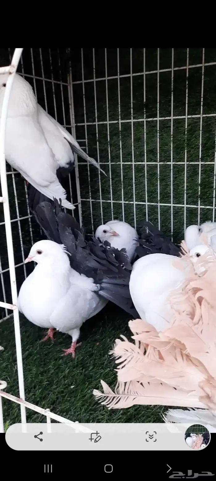 حمام فأنتيل مذيلات 0
