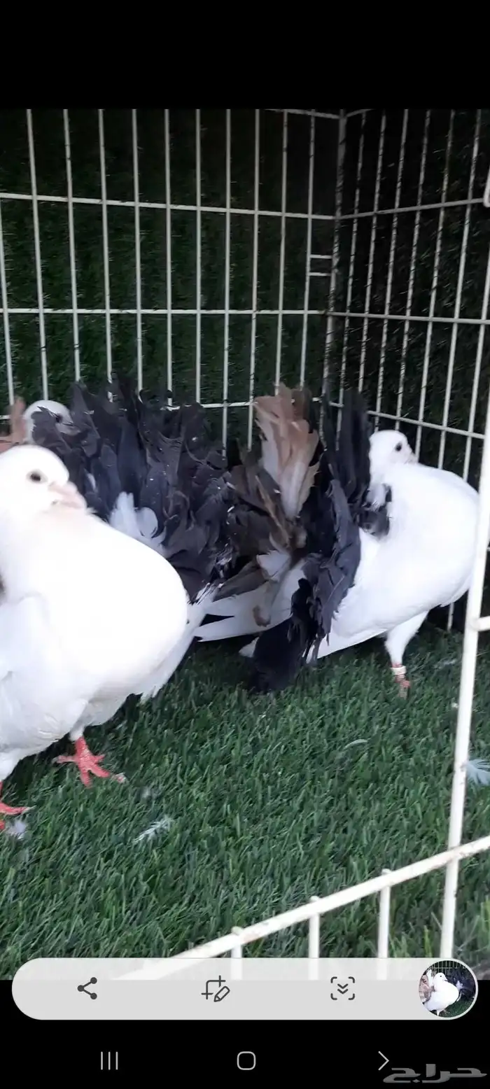 حمام فأنتيل مذيلات 4