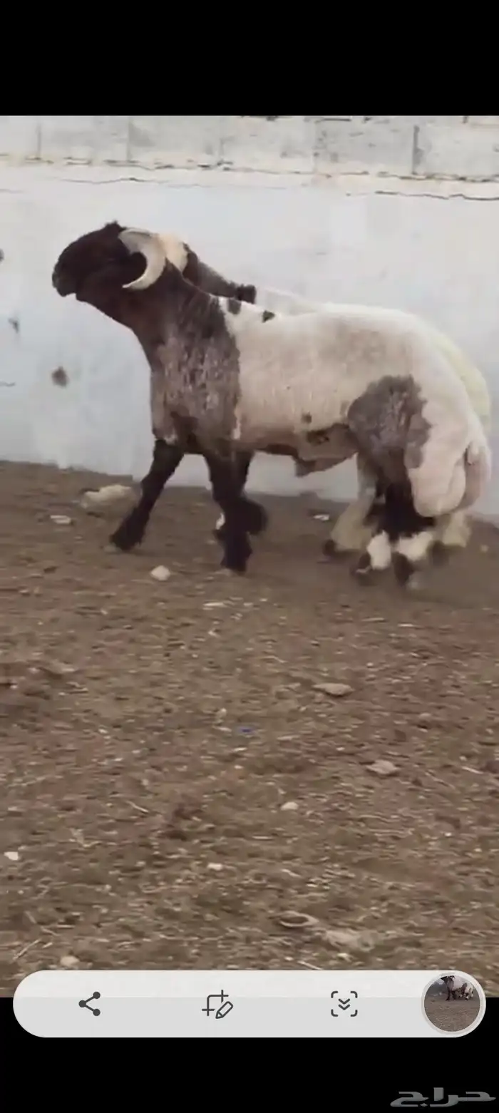 فحوله طيبه فاخره واحد رباع اواحدسديس للبيع 4