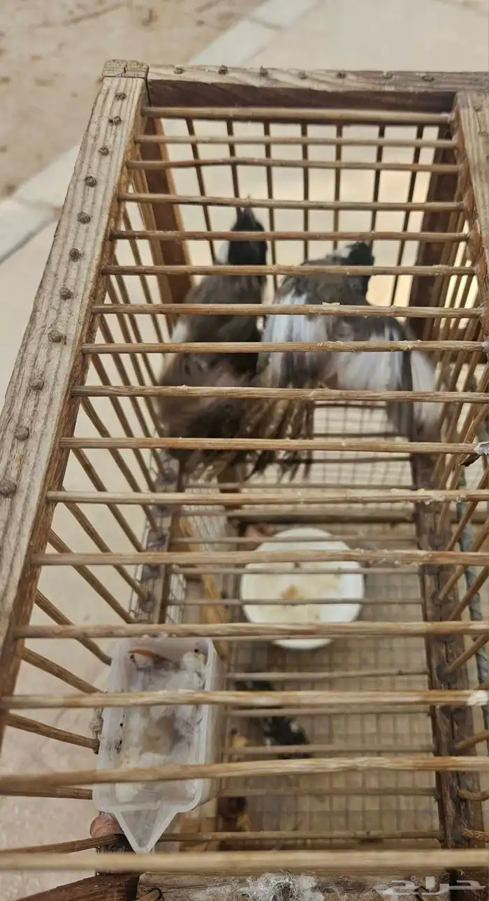 تم البيع حبتين بلابل اخوان بهم طفره قويه بالجناح 6