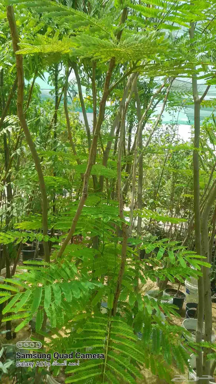 مزرعة الياسمين 4