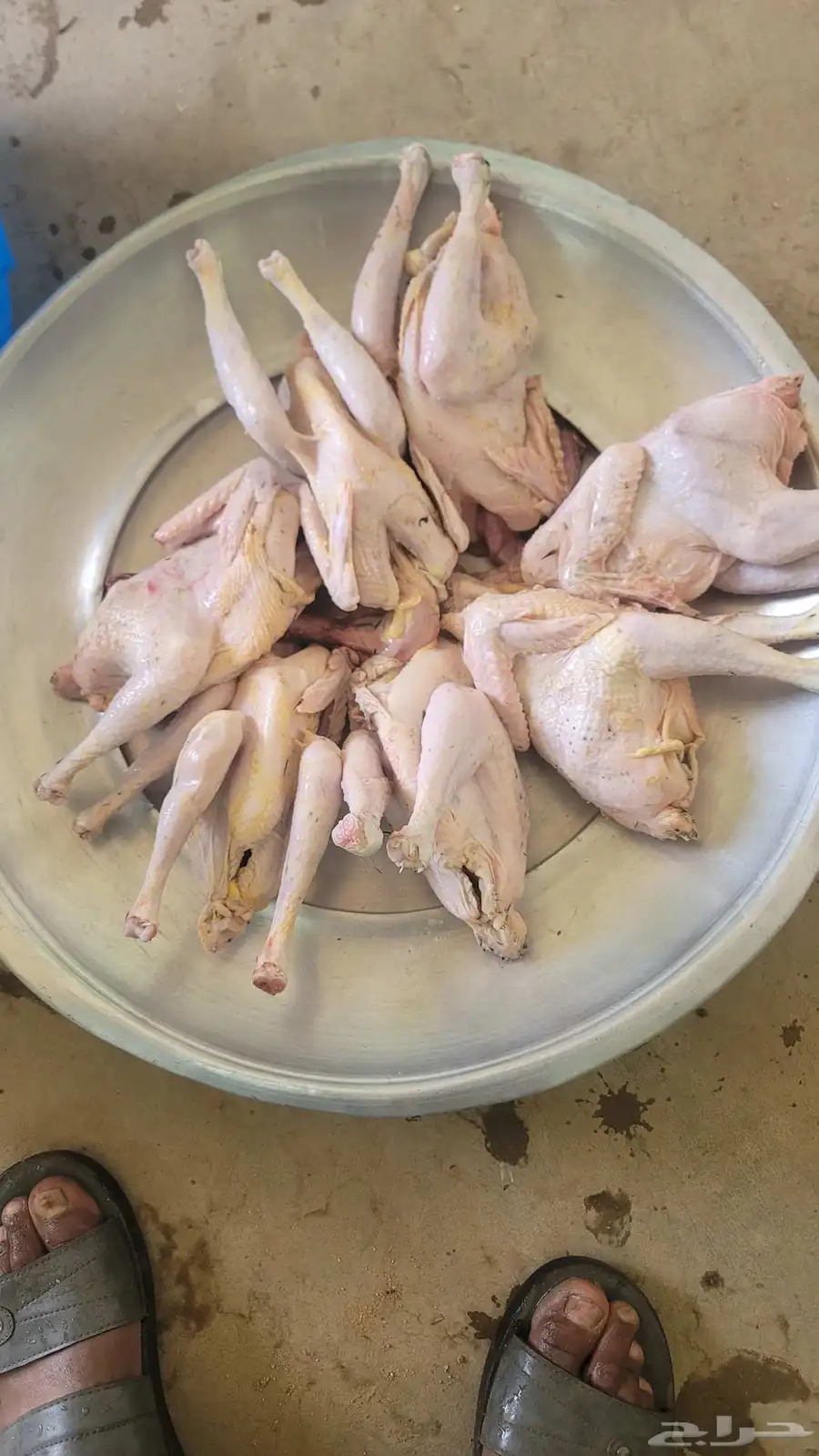 فراخة حمام فرنسي وزاجل وديوك مذبوحه 3