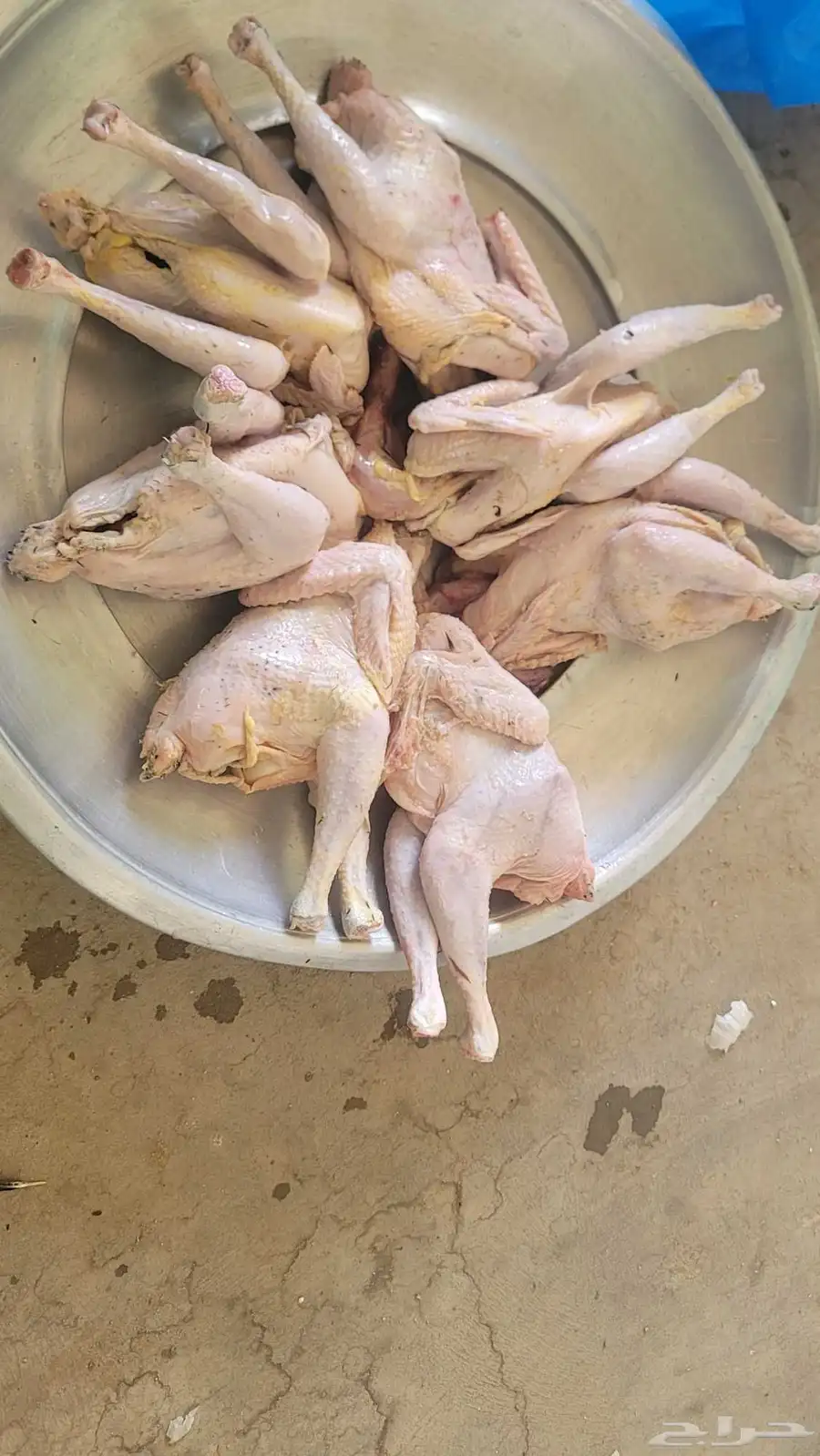 فراخة حمام فرنسي وزاجل وديوك مذبوحه 4
