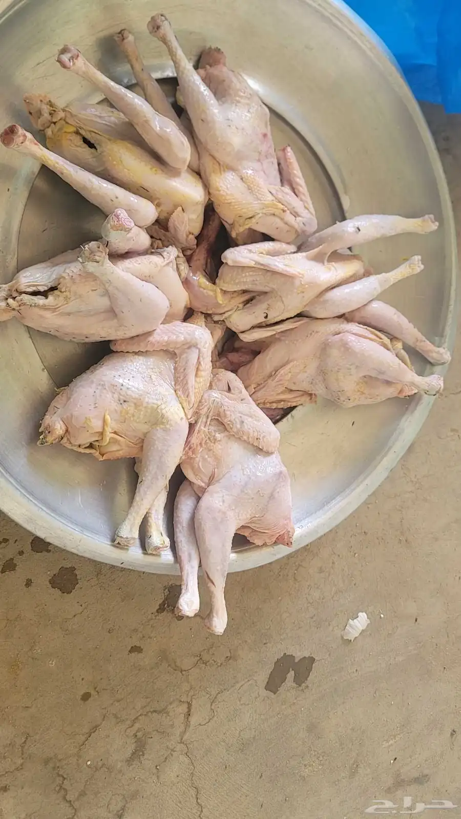 فراخة حمام فرنسي وزاجل وديوك مذبوحه 1