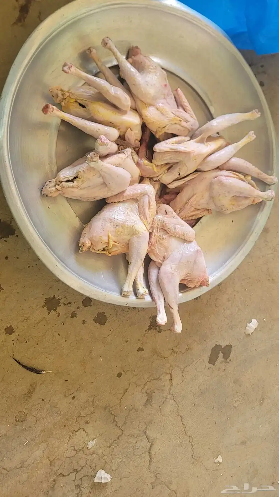 فراخة حمام فرنسي وزاجل وديوك مذبوحه 5