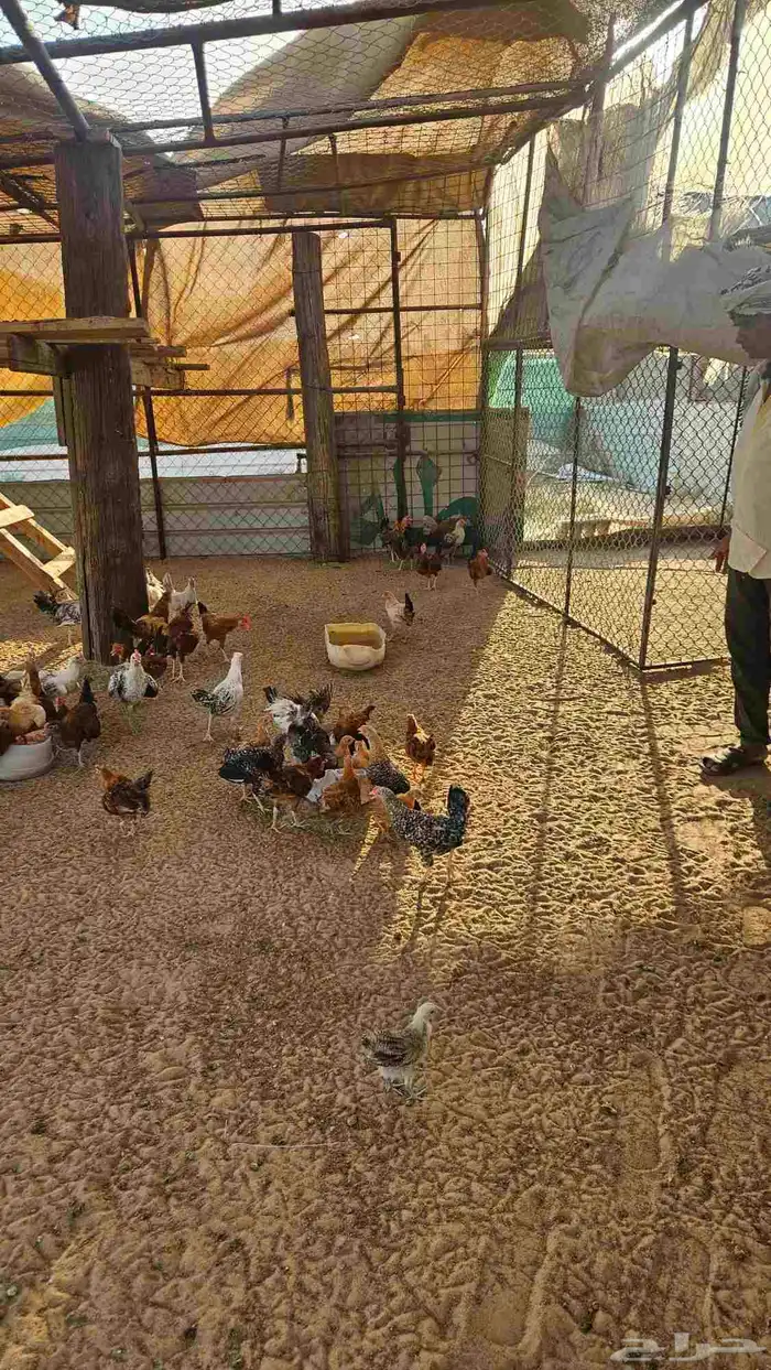 دجاج بلدي للبيع 2
