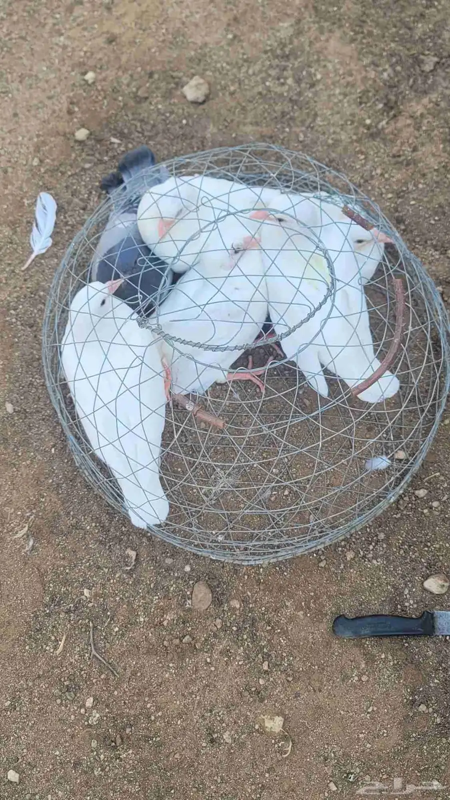 فراخة حمام فرنسي وزاجل وديوك مذبوحه 0