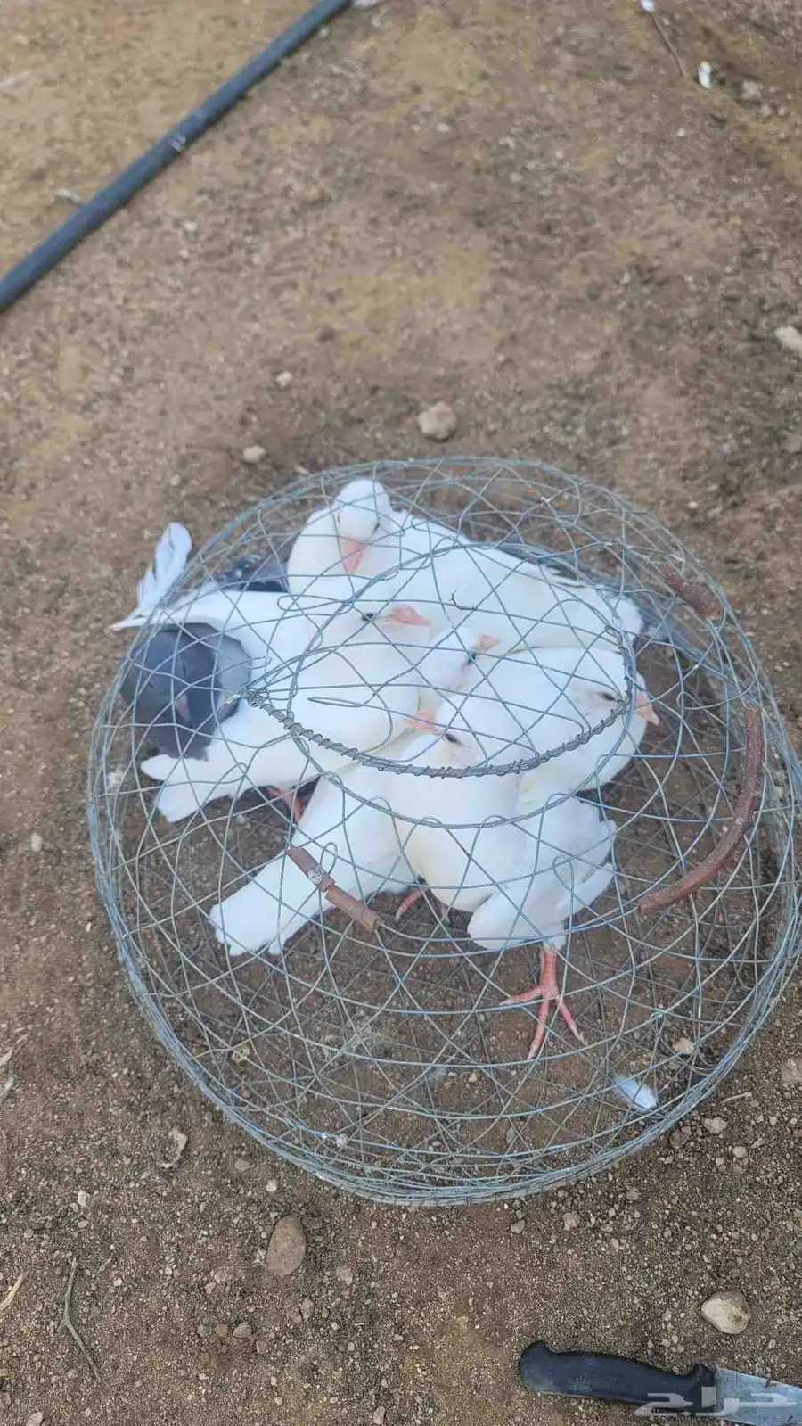 فراخة حمام فرنسي وزاجل وديوك مذبوحه 2